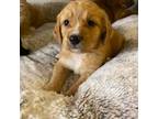 Mutt Puppy for sale in Upper Marlboro, MD, USA