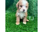 Mutt Puppy for sale in Upper Marlboro, MD, USA