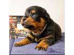 Rottweiler Puppy for sale in Houma, LA, USA