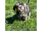 Mutt Puppy for sale in Quakertown, PA, USA