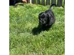 Mutt Puppy for sale in Quakertown, PA, USA
