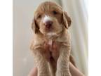 Goldendoodle Puppy for sale in Tolleson, AZ, USA