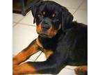 Rottweiler Puppy for sale in Elyria, OH, USA