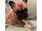 French Bulldog Puppy for sale in Amarillo, TX, USA