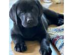 Labrador Retriever Puppy for sale in Ronda, NC, USA
