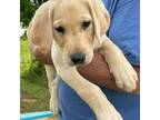 Labrador Retriever Puppy for sale in Ronda, NC, USA