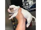 Mutt Puppy for sale in Hartsville, SC, USA