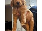 Goldendoodle Puppy for sale in East Orange, NJ, USA