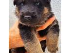 German Shepherd Dog Puppy for sale in West Palm Beach, FL, USA