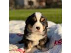 Australian Shepherd Puppy for sale in Berne, IN, USA