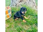 Doberman Pinscher Puppy for sale in Elko, NV, USA