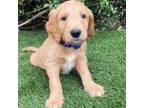 Goldendoodle Puppy for sale in Norco, CA, USA