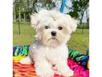 Maltese Puppy for sale in Beggs, OK, USA