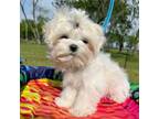 Maltese Puppy for sale in Beggs, OK, USA