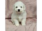 Bichon Frise Puppy for sale in Lees Summit, MO, USA