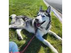 Adopt Symba a Siberian Husky