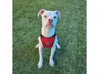 Adopt CODA a Boxer, Mixed Breed