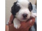 Miniature Australian Shepherd Puppy for sale in Artesia, NM, USA