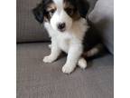 Miniature Australian Shepherd Puppy for sale in Artesia, NM, USA