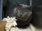 Adopt Dove a Domestic Short Hair