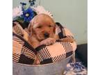 Golden Retriever Puppy for sale in Winder, GA, USA