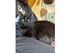 Adopt Orion a Domestic Long Hair