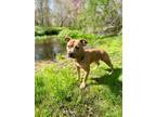 Adopt Paulie a Pit Bull Terrier, Mixed Breed