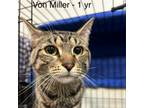 Adopt Von Miller a Domestic Medium Hair