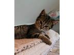 Adopt Merle a Domestic Short Hair