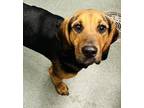 Adopt Reese Cup a Hound, Mixed Breed