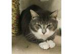 Adopt Doyle a Domestic Short Hair, Tabby