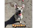 Adopt Apache a Boxer, Catahoula Leopard Dog