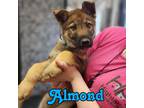 Adopt Almond a Husky, Shepherd