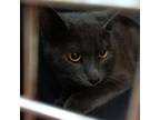 Adopt Jail Bird a Domestic Short Hair