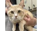 Adopt Jerry a Domestic Short Hair