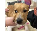 Adopt Cottontail a Pit Bull Terrier, Beagle