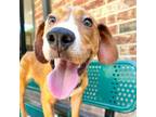 Adopt Red a Mixed Breed