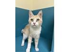 Adopt Ro a Domestic Short Hair