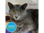 Adopt Duck Wick a Domestic Short Hair