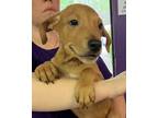 Adopt Hotspot a Labrador Retriever, Mixed Breed