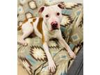 Adopt Chips (Ice) a Mixed Breed