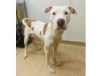 Adopt J Rock a Mixed Breed