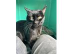 Adopt Spunk a Domestic Short Hair