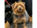 Adopt Frank Gallagher a Yorkshire Terrier