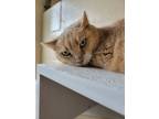 Adopt Chestnut a Domestic Short Hair