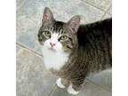 Adopt Nicodemus a Domestic Short Hair