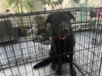 Adopt King a Labrador Retriever, Belgian Shepherd / Malinois