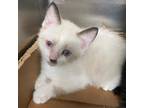 Adopt Coco a Siamese, Domestic Short Hair