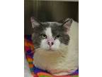 Adopt Pacino 52496 a Domestic Short Hair