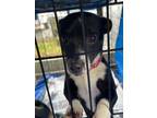 Adopt Bandit a Jack Russell Terrier